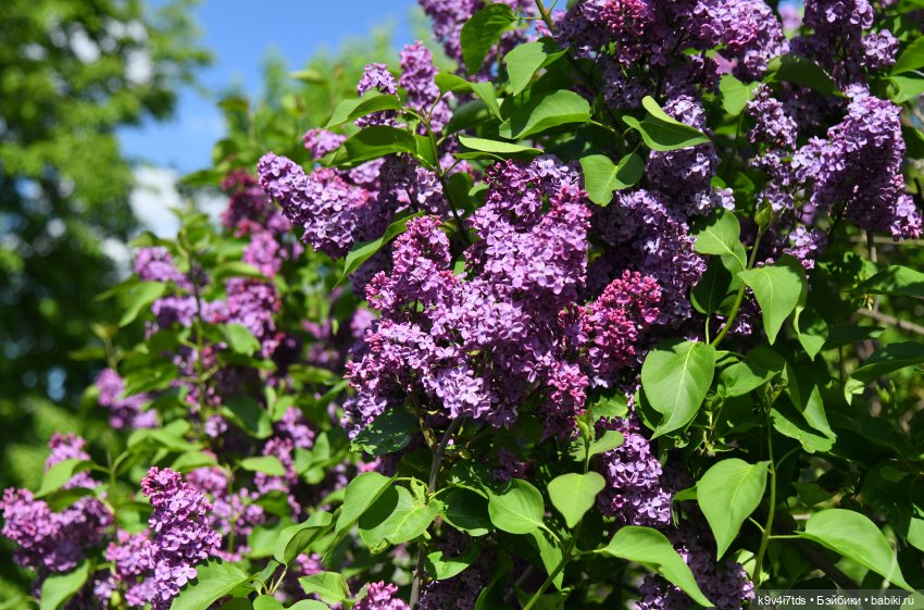 Сиреневая Сказка — Антикварные куклы Schoenau & Hoffmeister (Шенау): молд 1909