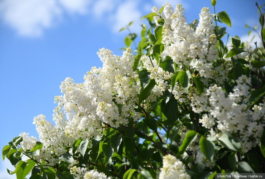 Сиреневая Сказка — Антикварные куклы Schoenau & Hoffmeister (Шенау): молд 1909