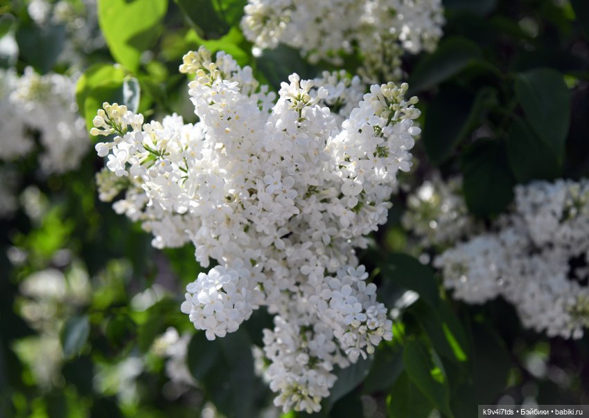 Сиреневая Сказка — Антикварные куклы Schoenau & Hoffmeister (Шенау): молд 1909