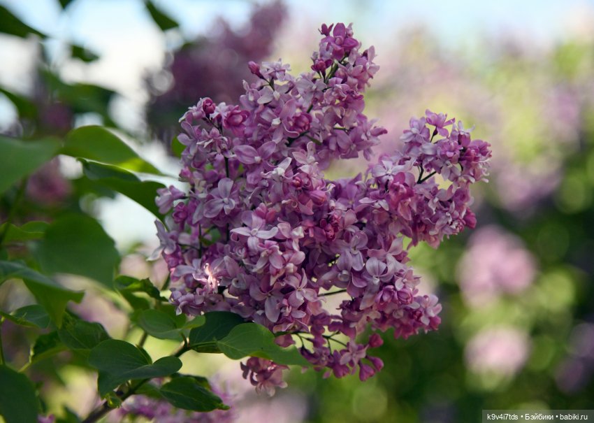 Сиреневая Сказка — Антикварные куклы Schoenau & Hoffmeister (Шенау): молд 1909