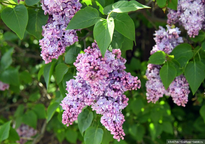 Сиреневая Сказка — Антикварные куклы Schoenau & Hoffmeister (Шенау): молд 1909