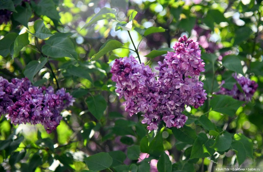 Сиреневая Сказка — Антикварные куклы Schoenau & Hoffmeister (Шенау): молд 1909