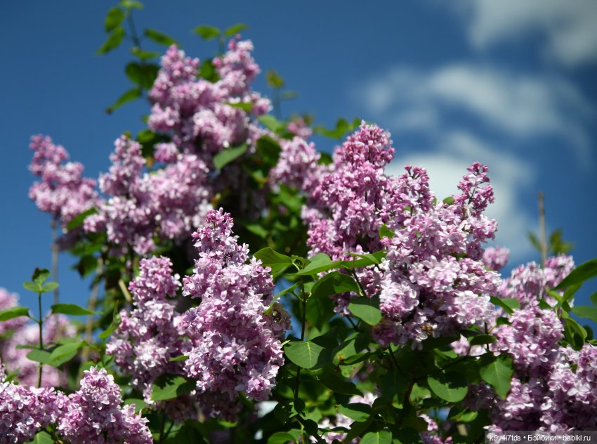 Сиреневая Сказка — Антикварные куклы Schoenau & Hoffmeister (Шенау): молд 1909