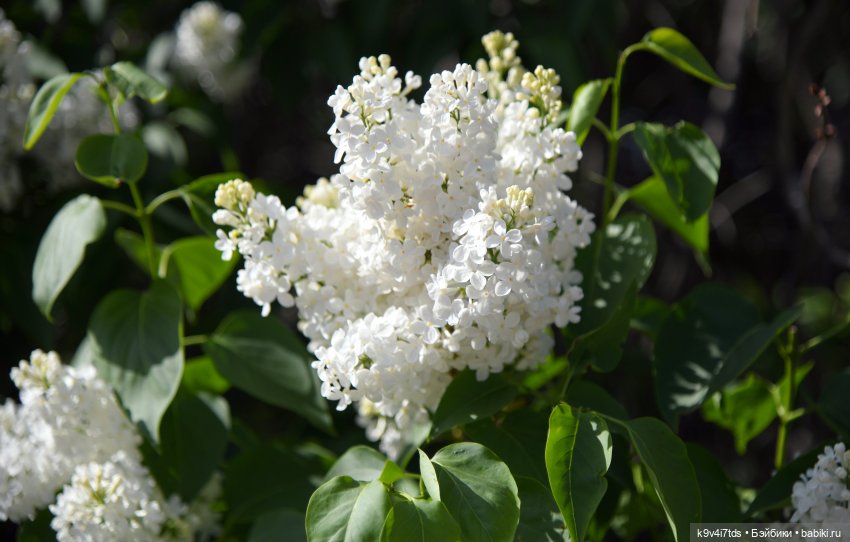 Сиреневая Сказка — Антикварные куклы Schoenau & Hoffmeister (Шенау): молд 1909