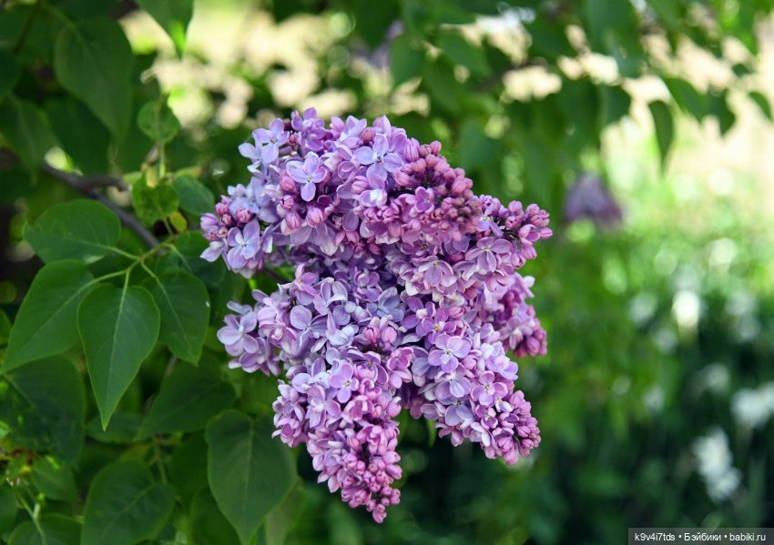 Сиреневая Сказка — Антикварные куклы Schoenau & Hoffmeister (Шенау): молд 1909