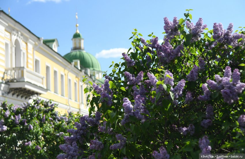 Сиреневая Сказка — Антикварные куклы Schoenau & Hoffmeister (Шенау): молд 1909