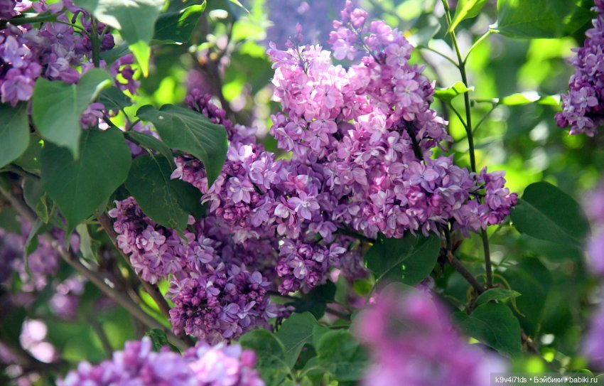 Сиреневая Сказка — Антикварные куклы Schoenau & Hoffmeister (Шенау): молд 1909