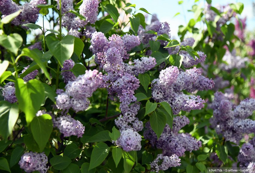 Сиреневая Сказка — Антикварные куклы Schoenau & Hoffmeister (Шенау): молд 1909