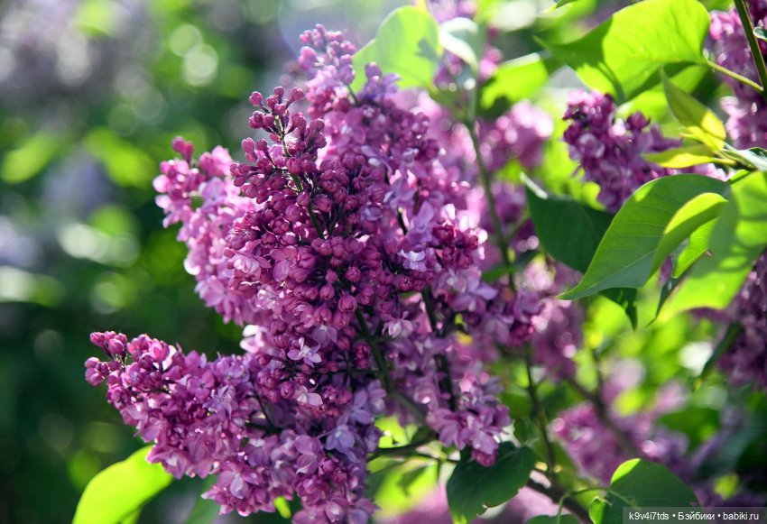 Сиреневая Сказка — Антикварные куклы Schoenau & Hoffmeister (Шенау): молд 1909