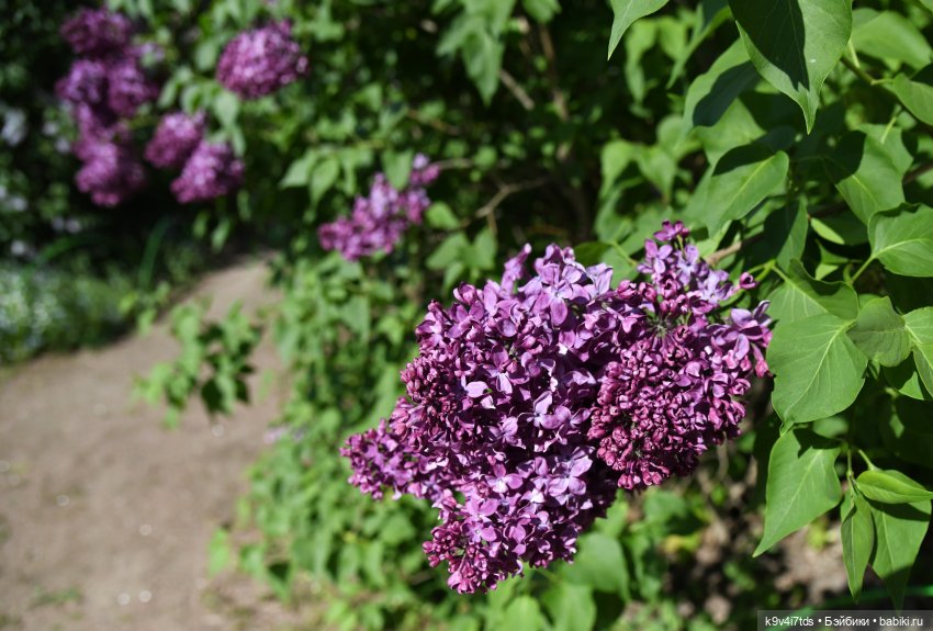 Сиреневая Сказка — Антикварные куклы Schoenau & Hoffmeister (Шенау): молд 1909