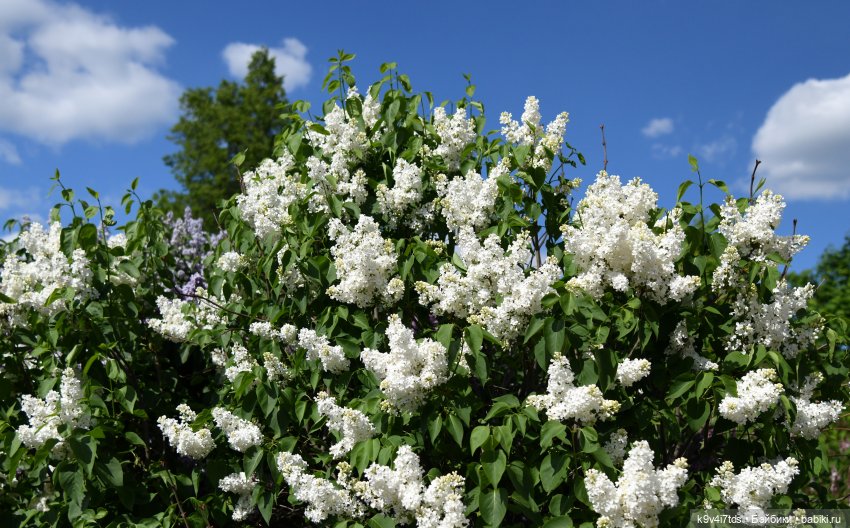 Сиреневая Сказка — Антикварные куклы Schoenau & Hoffmeister (Шенау): молд 1909