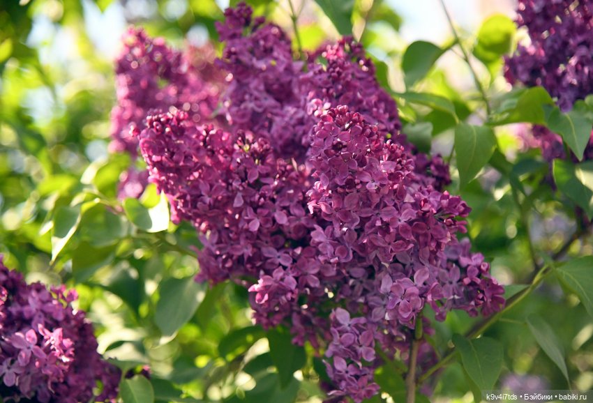 Сиреневая Сказка — Антикварные куклы Schoenau & Hoffmeister (Шенау): молд 1909