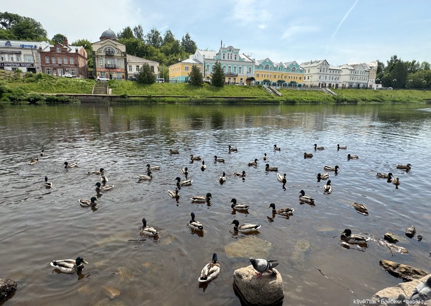 Молли на Дне города Торжка, продолжение (фото 4)
