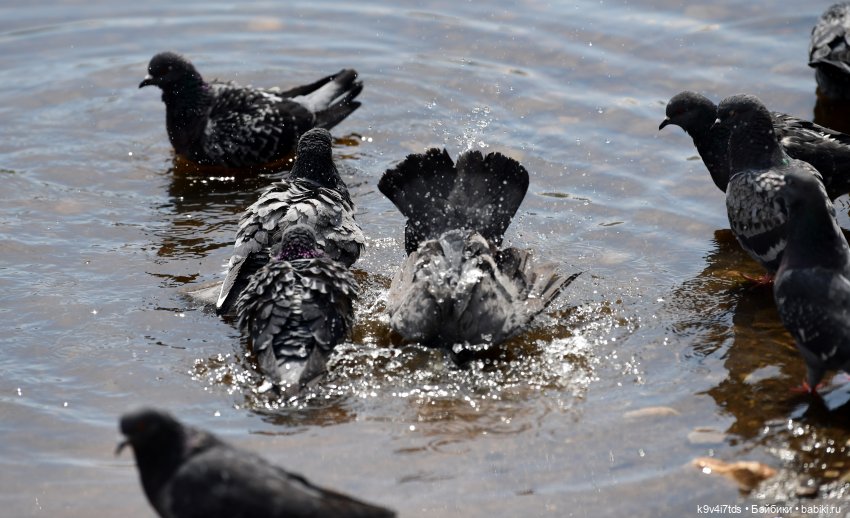 Молли на Дне города Торжка, продолжение (фото 2)