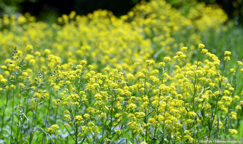 Молли на Дне города Торжка, продолжение