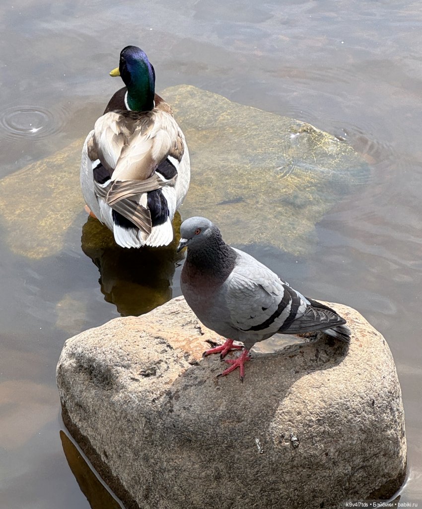 Молли на Дне города Торжка, продолжение (фото 5)