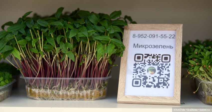 Молли на Дне города Торжка, продолжение