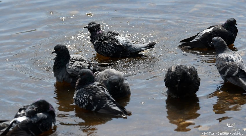Молли на Дне города Торжка, продолжение