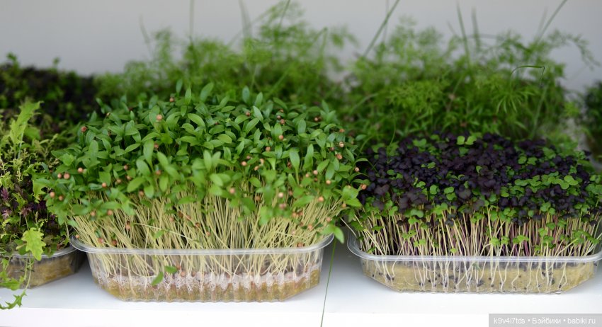 Молли на Дне города Торжка, продолжение