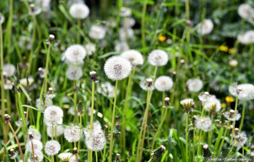 Молли на Дне города Торжка, продолжение