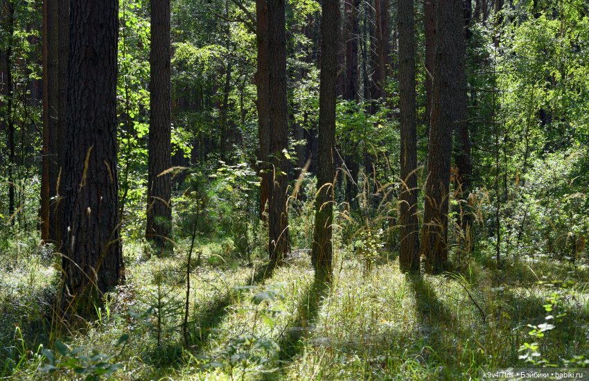 За брусникой в Дивный Лес (фото 5)