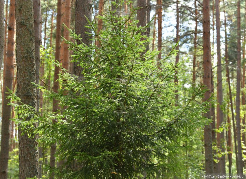 За брусникой в Дивный Лес