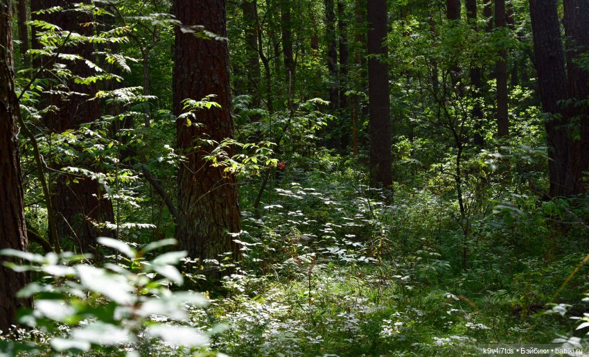 За брусникой в Дивный Лес
