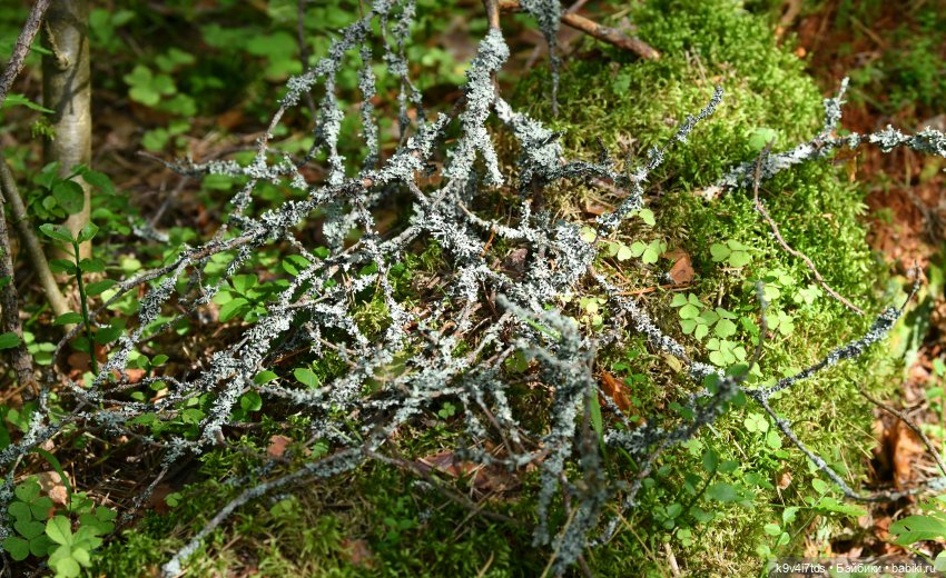 За брусникой в Дивный Лес