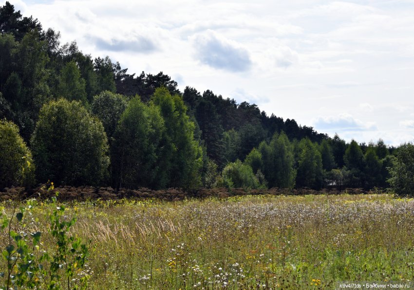 За брусникой в Дивный Лес