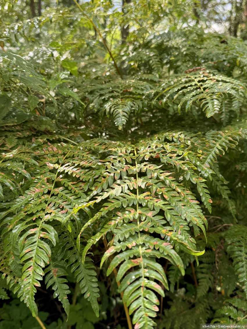 Нийя на Тьме — Куклы Blythe (Блайз) ООАК: кастом (фото 3)