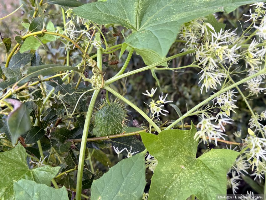 Нийя на Тьме — Куклы Blythe (Блайз) ООАК: кастом