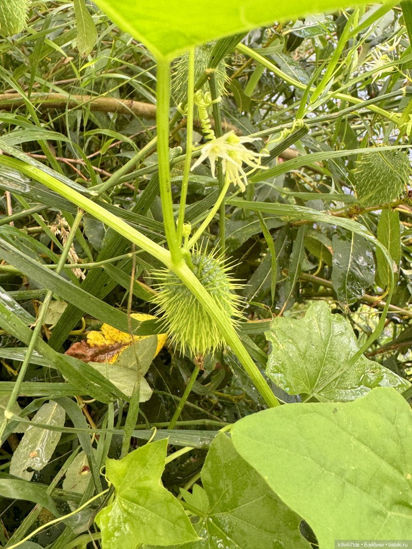 Нийя на Тьме — Куклы Blythe (Блайз) ООАК: кастом