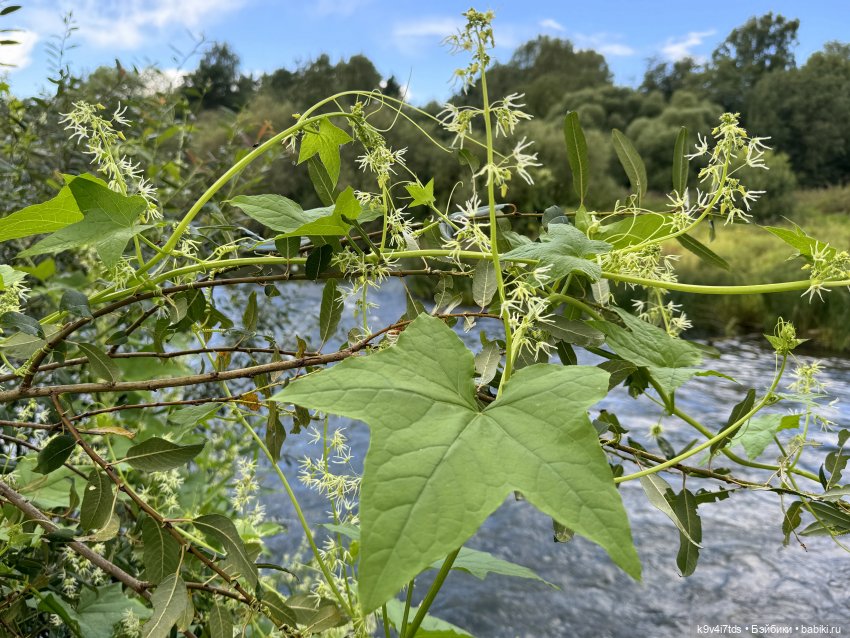 Нийя на Тьме — Куклы Blythe (Блайз) ООАК: кастом