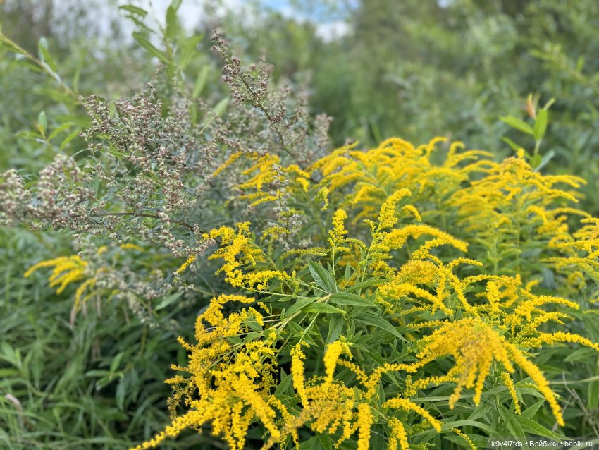 Нийя на Тьме — Куклы Blythe (Блайз) ООАК: кастом (фото 8)