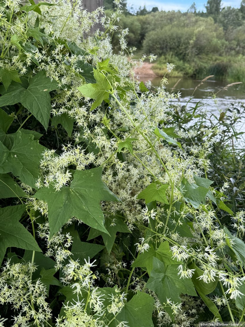 Нийя на Тьме — Куклы Blythe (Блайз) ООАК: кастом