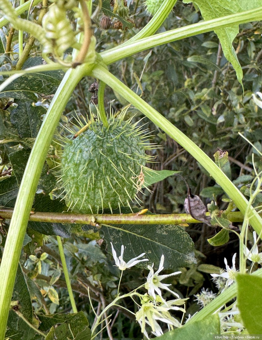 Нийя на Тьме — Куклы Blythe (Блайз) ООАК: кастом