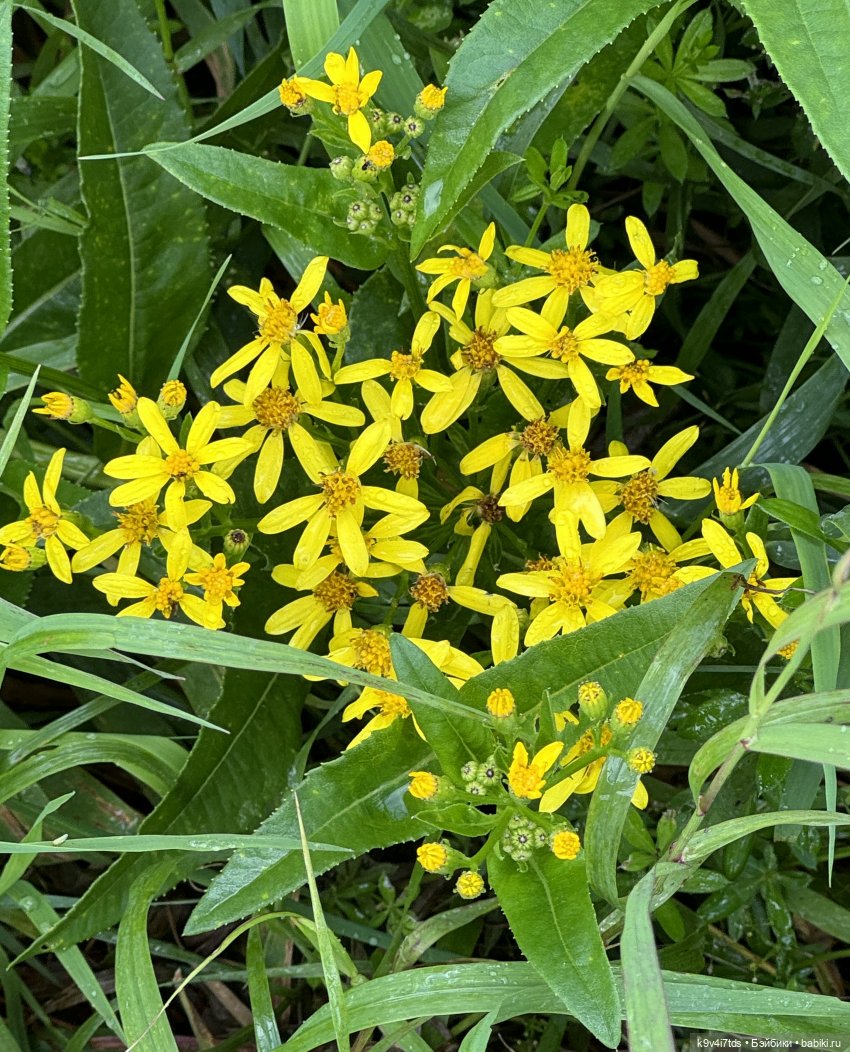 Нийя на Тьме — Куклы Blythe (Блайз) ООАК: кастом (фото 7)