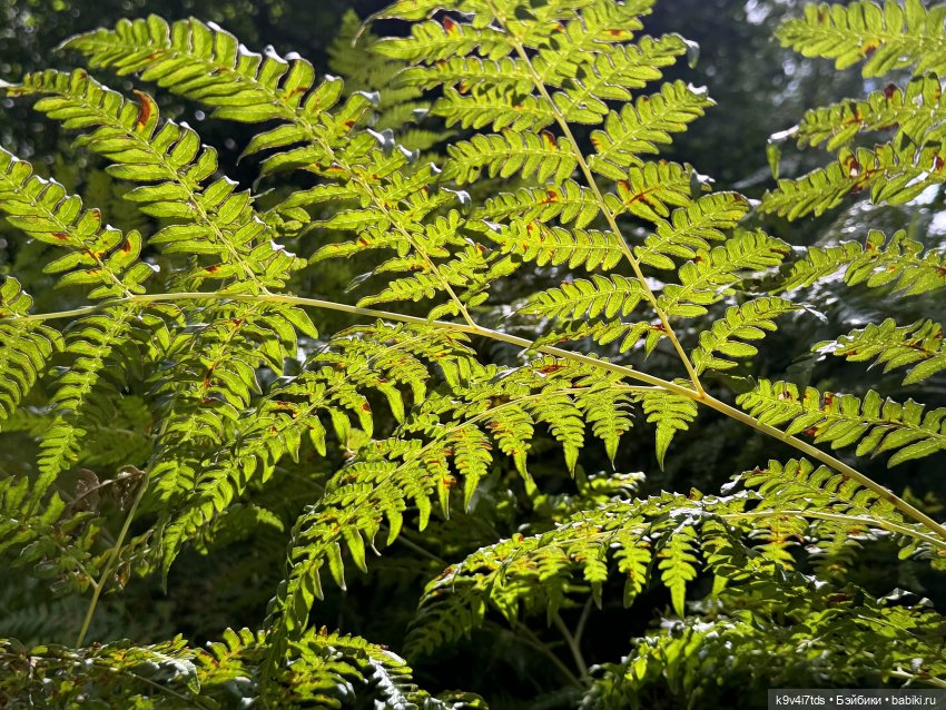 Нийя на Тьме — Куклы Blythe (Блайз) ООАК: кастом (фото 2)