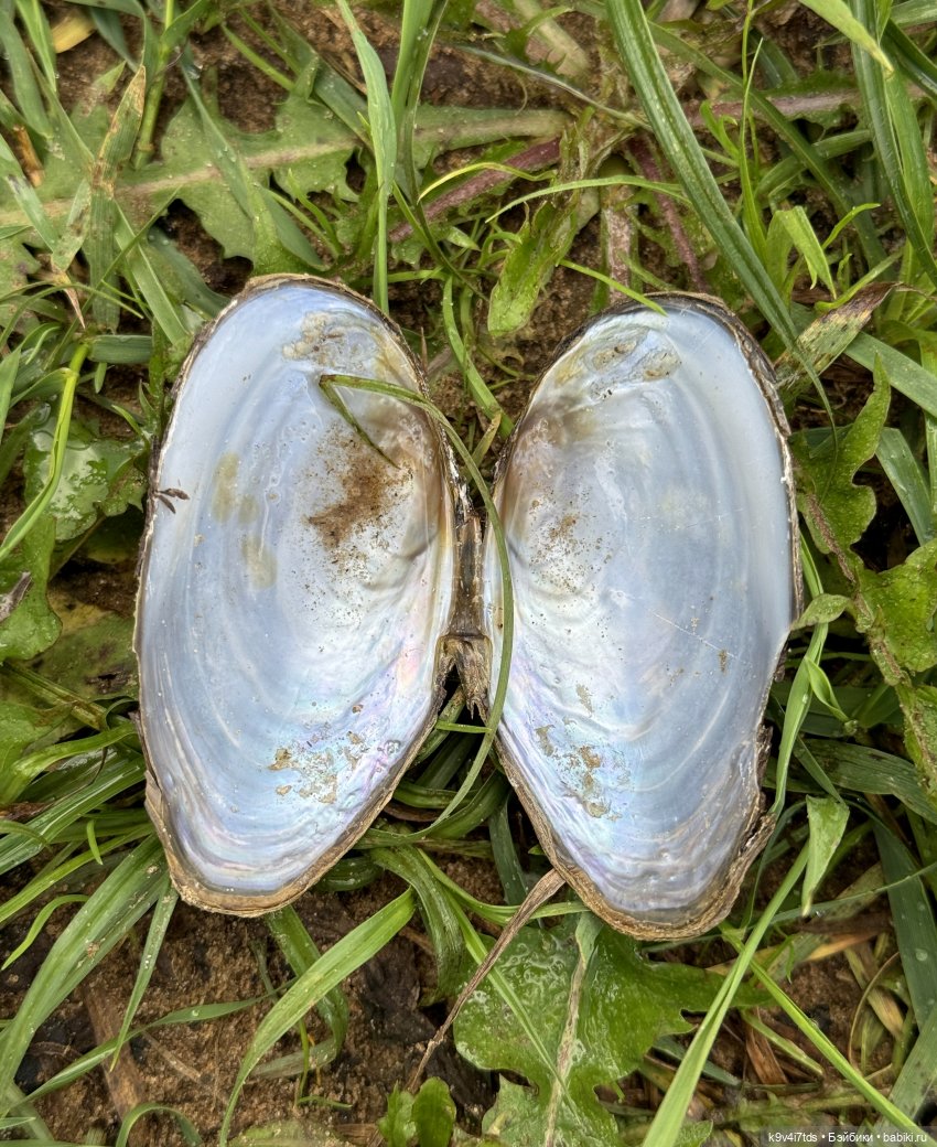 Нийя на Тьме — Куклы Blythe (Блайз) ООАК: кастом (фото 6)