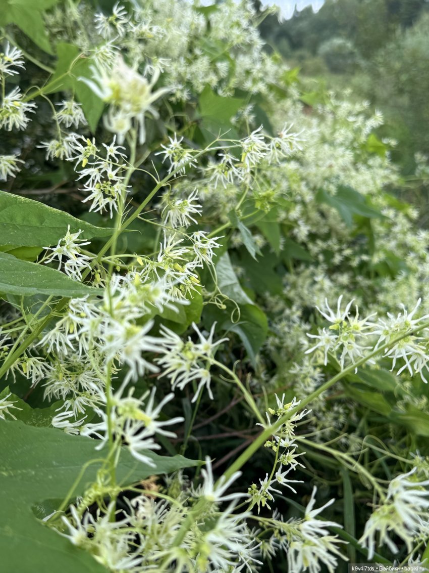 Нийя на Тьме — Куклы Blythe (Блайз) ООАК: кастом