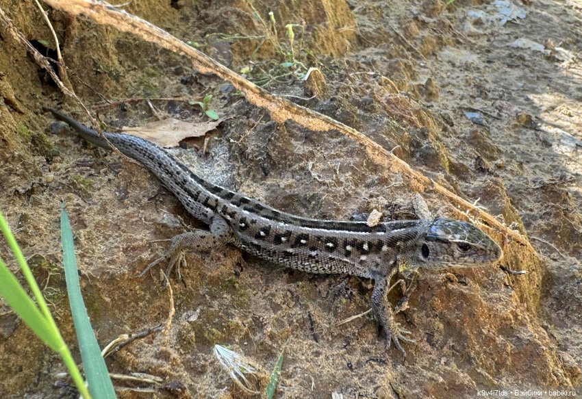 Августовское путешествие Нийи