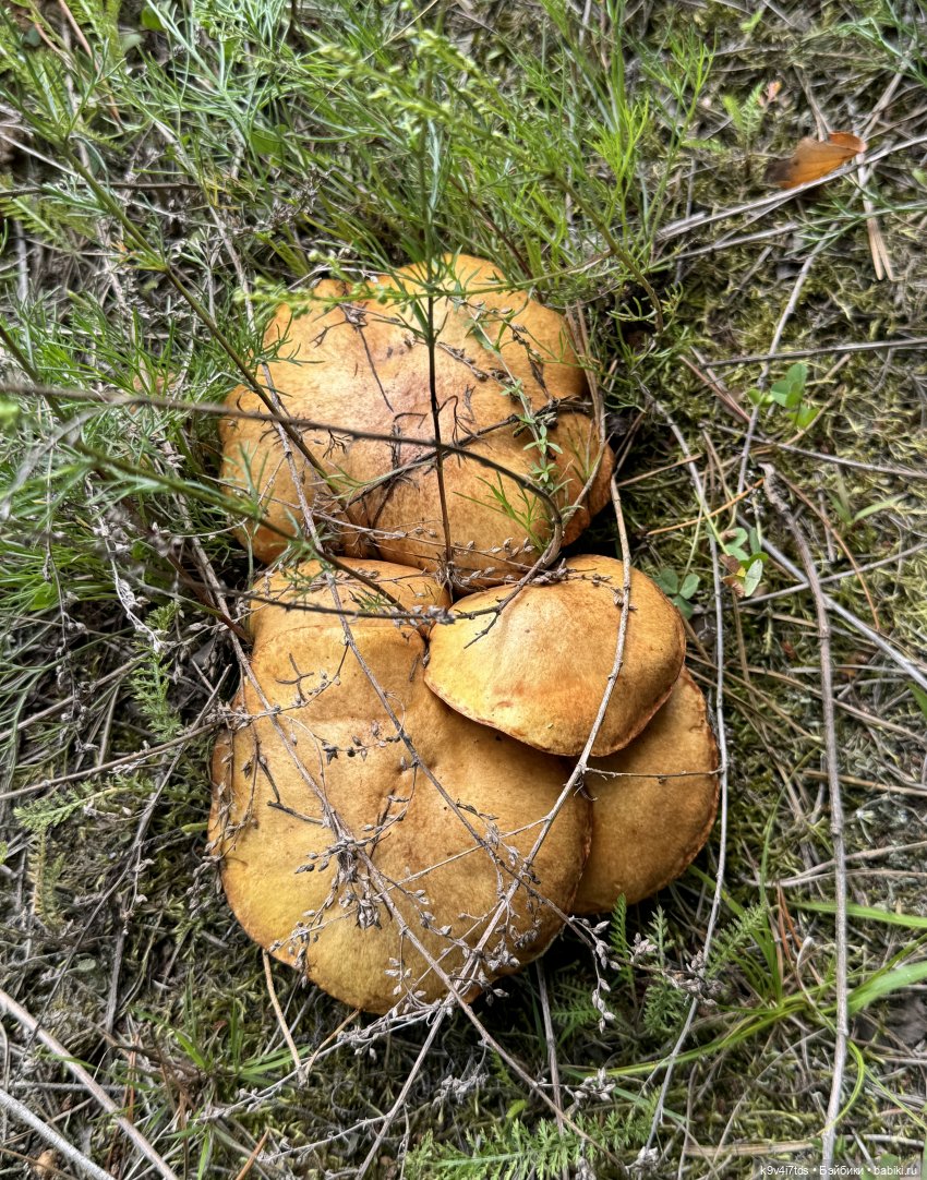 Августовское путешествие Нийи