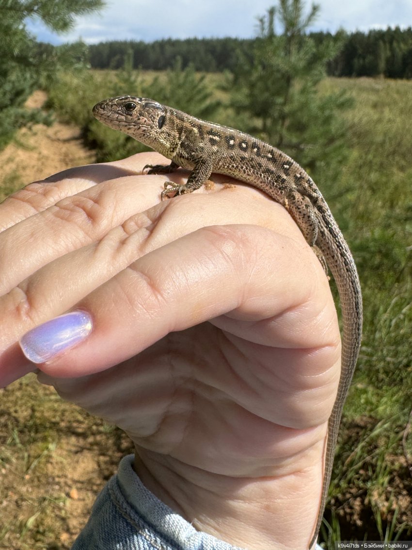 Августовское путешествие Нийи