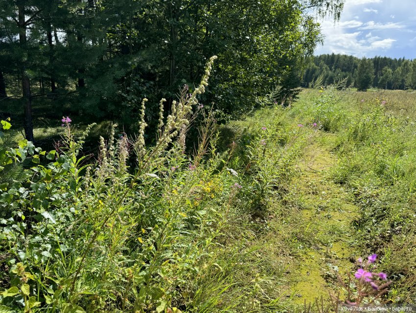 Августовское путешествие Нийи (фото 4)