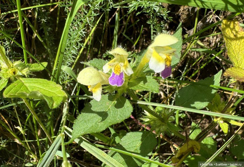 Августовское путешествие Нийи (фото 5)