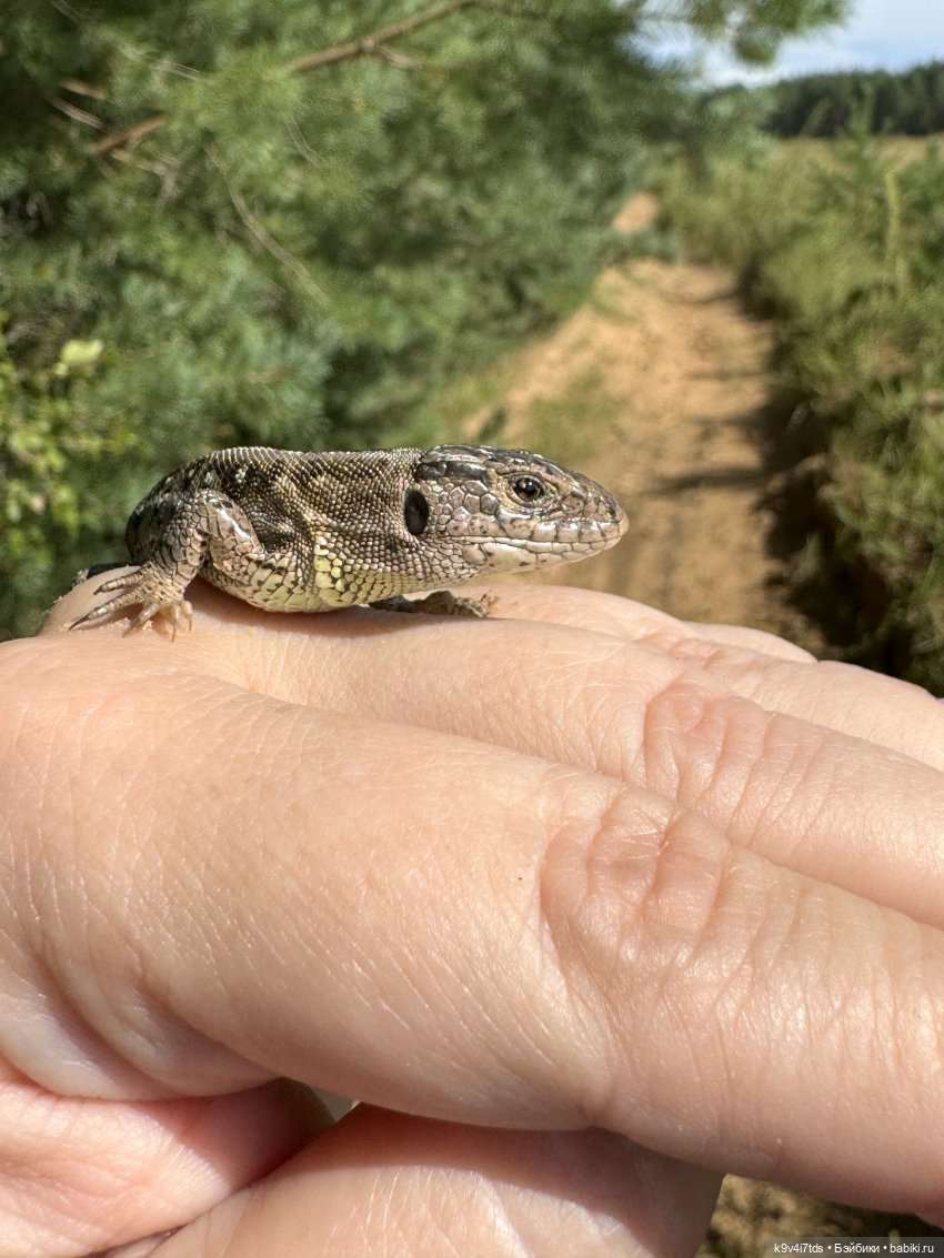 Августовское путешествие Нийи