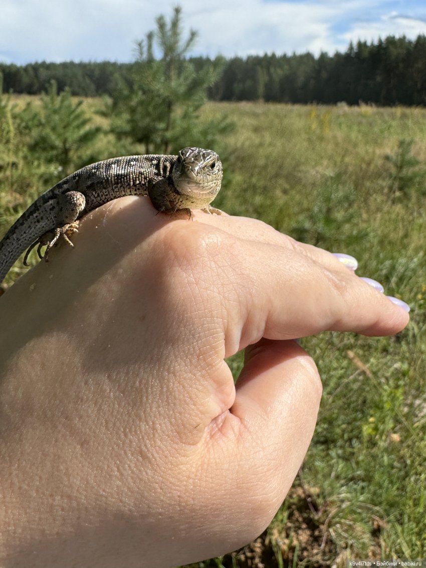 Августовское путешествие Нийи