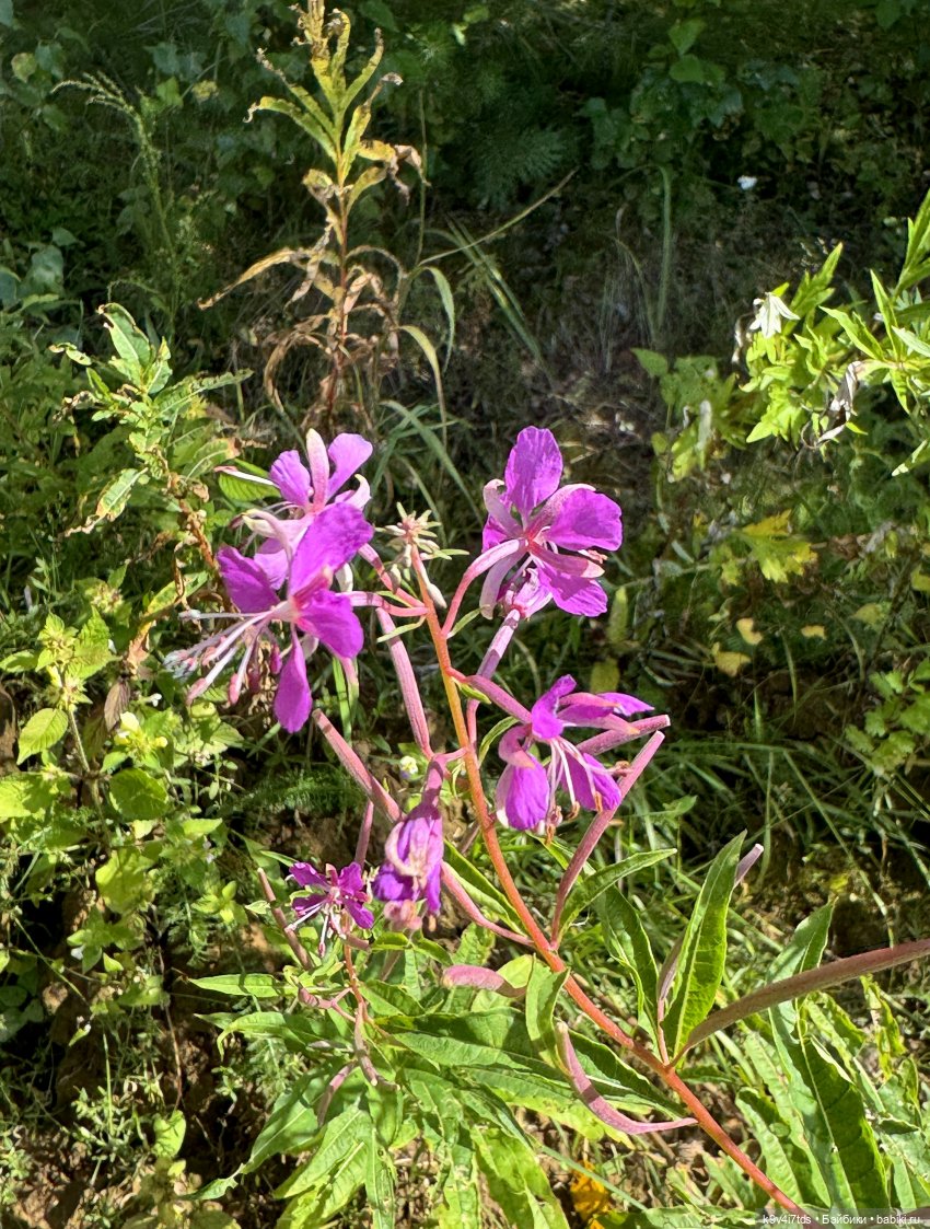 Августовское путешествие Нийи (фото 3)