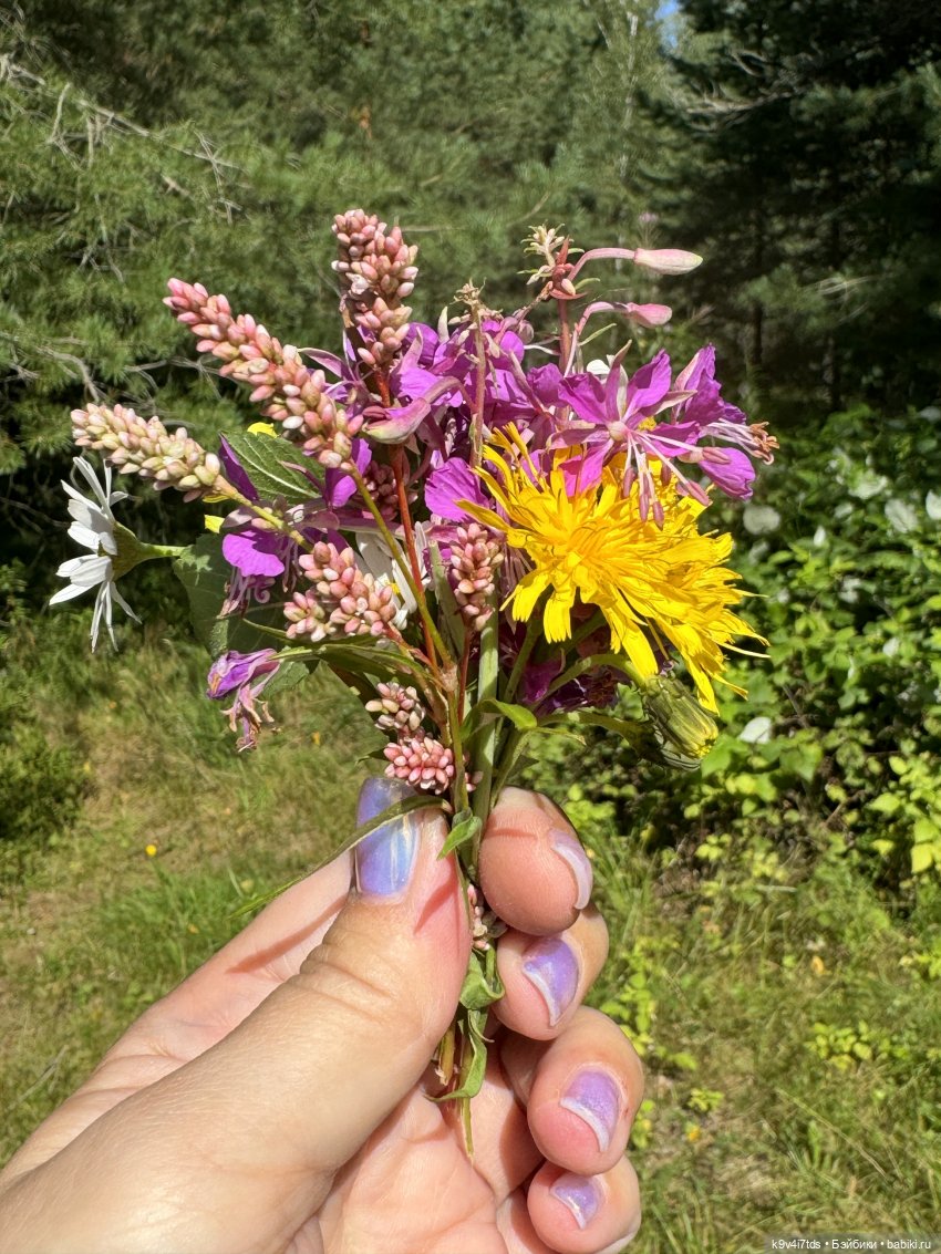 Августовское путешествие Нийи