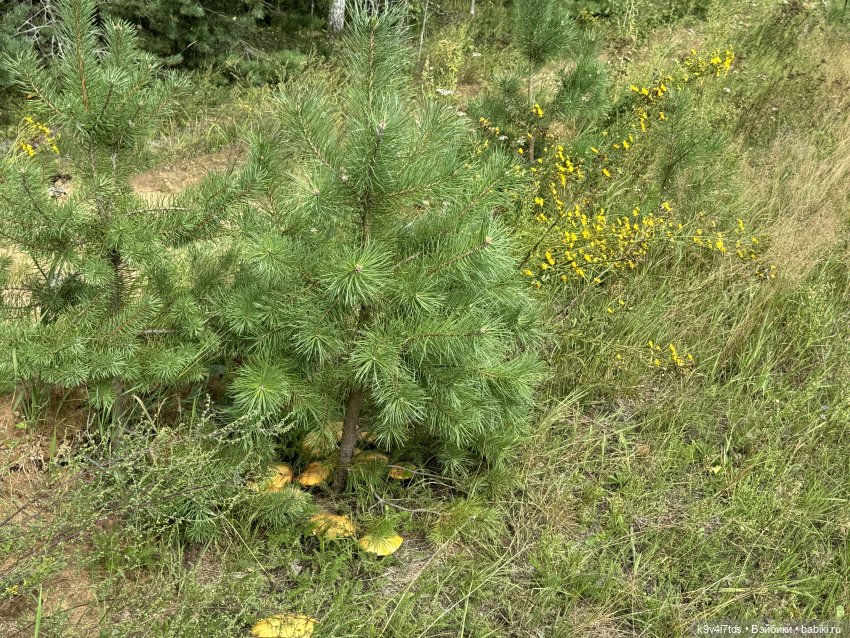 Августовское путешествие Нийи